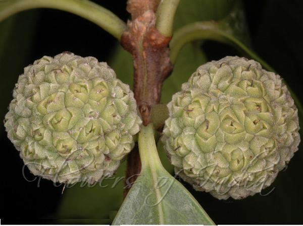Cockspur Thorn